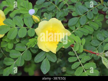 Un gros plan de la belle Rose jaune, Rosa xanthina 'Canary Bird'. Banque D'Images