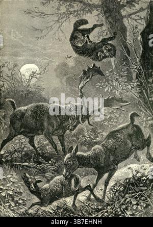 CERF EN JACHÈRE ( Dama vulgaris ) - cerf en jachère défendant le fauve du chat sauvage dans la forêt Moonlit Banque D'Images