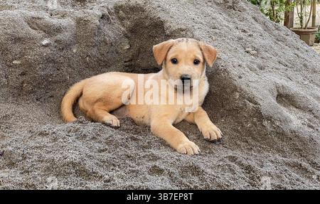 Asong Pinoy (Aspin) / Asong Kalye (Askal) chien mongrel chiot aux Philippines, chiens indigènes de race mixte errants philippins, espèces indigènes philippines Banque D'Images