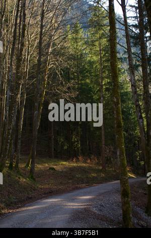 Golden Hour Trail, dans la forêt Banque D'Images