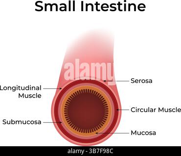 Illustration vectorielle de conception d'anatomie de l'intestin grêle Illustration de Vecteur