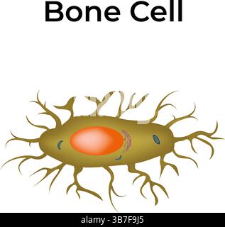 Illustration vectorielle de conception de la structure cellulaire osseuse Illustration de Vecteur
