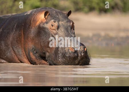Hippopotame dans l'eau (Hippopotamus amphibius), mâle adulte défiant l'air en colère. Vue de face portrait. Parc national de Chobe, Botswana, Afrique Banque D'Images