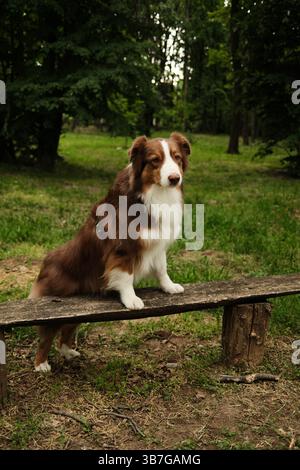 Berger australien brun avec des pattes sur un banc rustique dans un parc forestier, regardant alerte et confiant dans un cadre naturel et paisible. Tricolo rouge australien Banque D'Images
