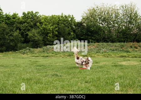 Red merle border collie chiot joue avec bonheur avec des frisbees dans une clairière verte entourée d'arbres et de fleurs sauvages. Chien heureux jouant dehors Banque D'Images