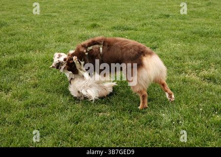 Border Collie et Australian Shepherd luttent de manière ludique sur un terrain herbeux. Le Border Collie est couché sur le dos tandis que l'Aussie se tient debout, les deux Banque D'Images