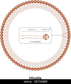 Illustration vectorielle de conception de structure micelle Illustration de Vecteur