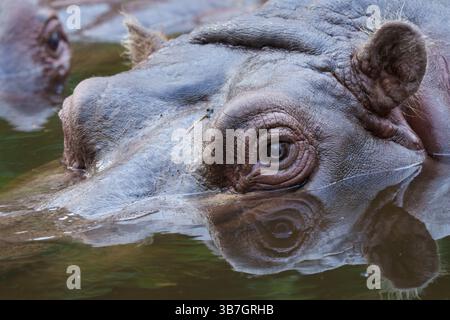 Gros plan d'un hippopotame partiellement immergé dans l'eau avec son œil regardant au-dessus de la surface, affichant une texture de peau ridée Banque D'Images