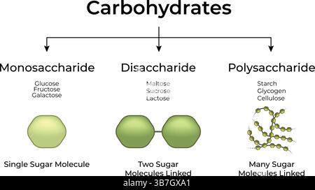Types de glucides : monosaccharides, disaccharides et polysaccharides illustration vectorielle Illustration de Vecteur