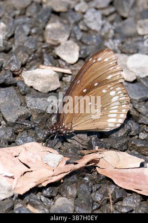 Corbeau commun, corbeau commun indien, noyau d'Euploea, parc national de Pench, Inde, Asie Banque D'Images