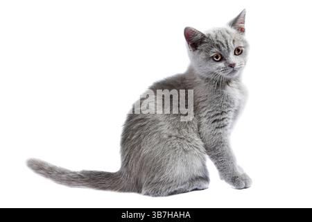 Chaton britannique isolé sur le blanc Banque D'Images
