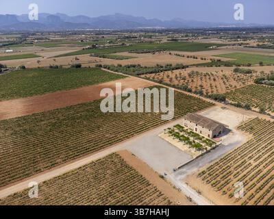 Son Llompart Vineyards by Macia Batle, Santa Eugenia, Majorque, Îles Baléares, Espagne, Europe Banque D'Images