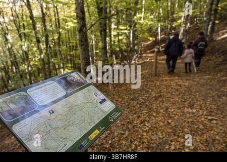 Hêtre de Tejera Negra, Parc naturel de la Sierra Norte de Guadalajara, Cantalojas, Guadalajara, Espagne, Europe Banque D'Images