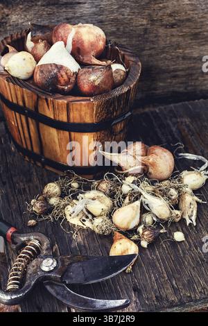 Bulbes de plantes dans des bacs en bois prêts pour la plantation Banque D'Images