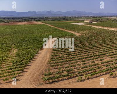 Son Llompart Vineyards by Macia Batle, Santa Eugenia, Majorque, Îles Baléares, Espagne, Europe Banque D'Images
