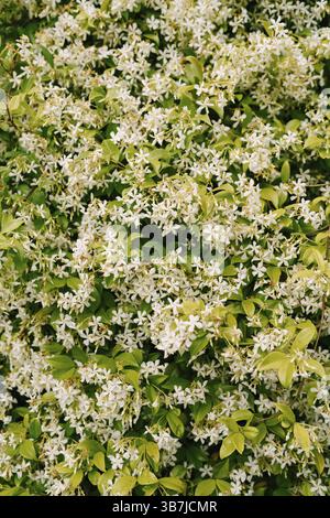 Gros plan de jasmin parfumé pendant la floraison. Banque D'Images