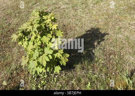 Les jeunes érables de Sycamore aux feuilles vertes luxuriantes projettent une ombre distincte sur l'herbe sèche, soulignant le contraste entre la croissance vibrante et le g desséché Banque D'Images
