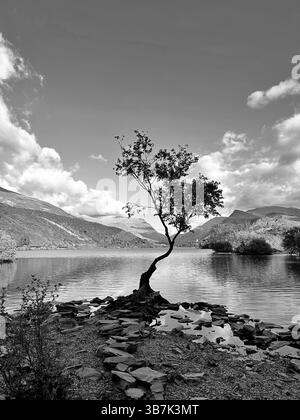 Image monochrome de l'arbre solitaire par Llyn Padarn à Snowdonia, au pays de Galles, avec un ciel sombre et des reflets de montagne dans l'eau calme du lac. Banque D'Images