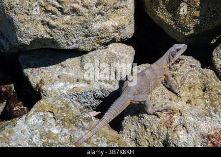 Iguana à queue épineuse noire (Ctenosaura similis) perché sur quelques rochers à Holbox, au Mexique Banque D'Images