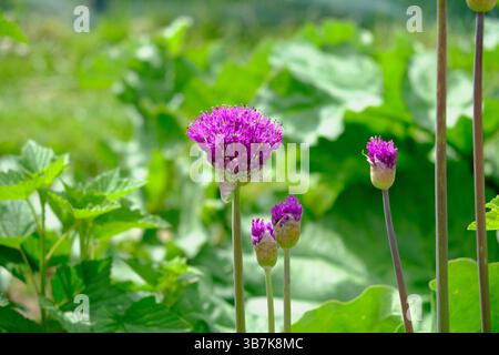 Allium aflatunense 'Purple sensation' en fleur au printemps Banque D'Images