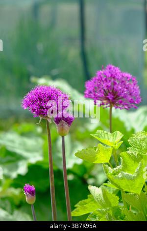 Allium aflatunense 'Purple sensation' en fleur au printemps Banque D'Images