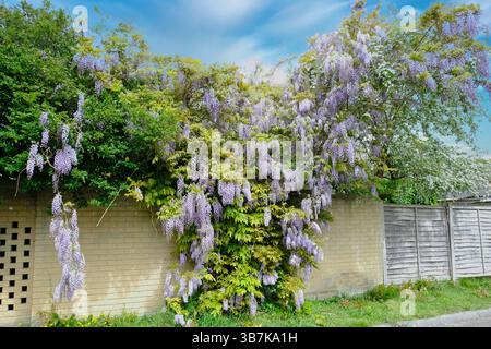 Belle Wisteria fleurit surplombant le mur du jardin au printemps Banque D'Images