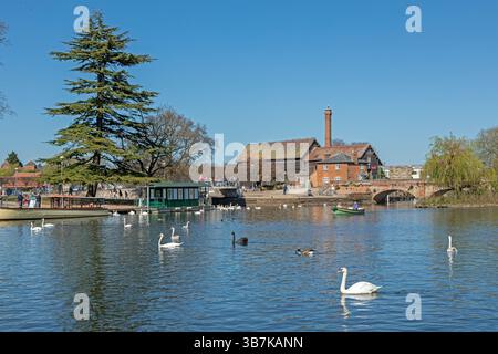 Swans, Cox's Yard and the Old tramway Bridge, River Avon, Stratford-upon-Avon, Warwickshire, Angleterre, grande-Bretagne Banque D'Images