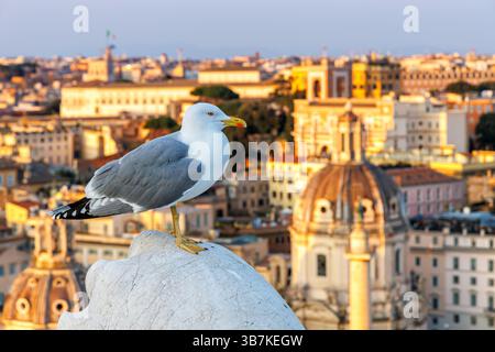 Mouette avec paysage urbain de Rome en Italie Banque D'Images