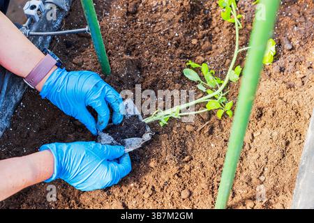 Mains femelles plantant des plants de tomates du sac en maille dans le sol en utilisant un bâton de support dans la serre. Suède. Banque D'Images