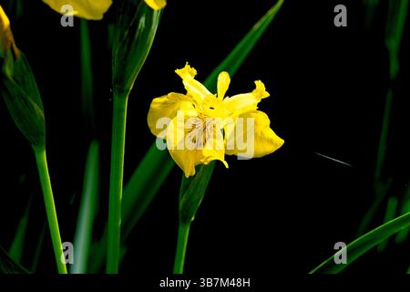 Iris Pseudacorus ou Iris drapeau jaune Banque D'Images