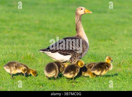 L'oie grise avec ses six oisons mignons au printemps, pâturant sur l'herbe verte luxuriante près de l'étang. Nom scientifique : Anser anser. Yorkshire Wolds, Royaume-Uni Banque D'Images