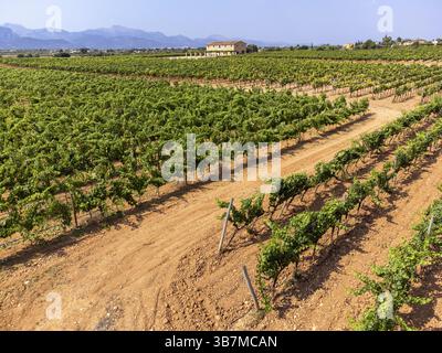 Son Llompart Vineyards by Macia Batle, Santa Eugenia, Majorque, Îles Baléares, Espagne, Europe Banque D'Images