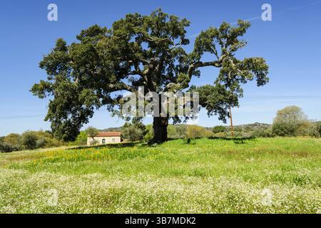Casa bajo un alcornoque, Quercus suber (Alcornoque mediterraneo), aldea de Joao pires, Beira Alta, Portugal, EUROPA, Europe Banque D'Images