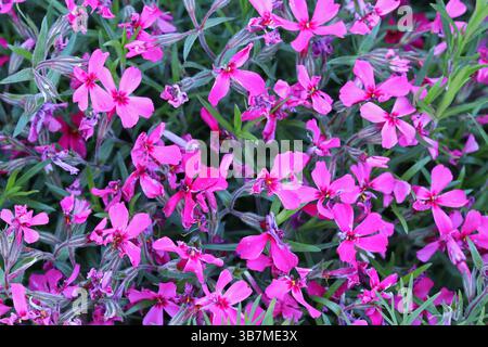 Rose Phlox subulata, fleurs printanières. Banque D'Images