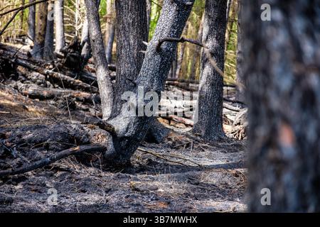 Les suites d'un incendie sauvage dans la vallée de Goyt près de Buxton dans le Peak District qui était probablement le résultat d'un incendie criminel, mai 2025 Banque D'Images