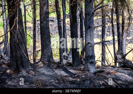 Les suites d'un incendie sauvage dans la vallée de Goyt près de Buxton dans le Peak District qui était probablement le résultat d'un incendie criminel, mai 2025 Banque D'Images
