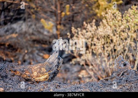 Les suites d'un incendie sauvage dans la vallée de Goyt près de Buxton dans le Peak District qui était probablement le résultat d'un incendie criminel, mai 2025 Banque D'Images