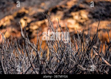 Les suites d'un incendie sauvage dans la vallée de Goyt près de Buxton dans le Peak District qui était probablement le résultat d'un incendie criminel, mai 2025 Banque D'Images