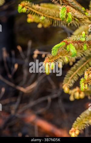 Quelques pousses vertes à la suite d'un incendie sauvage dans la vallée de Goyt près de Buxton dans le Peak District qui était probablement le résultat d'un incendie criminel, mai 2025 Banque D'Images