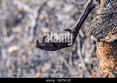 Restes d'un oiseau tué dans un incendie sauvage dans la vallée de Goyt près de Buxton dans le district de Peak en mai 2025. Banque D'Images