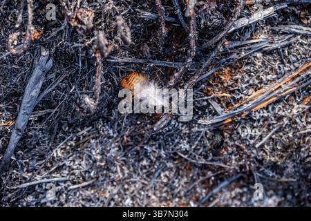 Les suites d'un incendie sauvage dans la vallée de Goyt près de Buxton dans le Peak District qui était probablement le résultat d'un incendie criminel, mai 2025 Banque D'Images