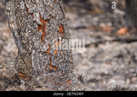 Les suites d'un incendie sauvage dans la vallée de Goyt près de Buxton dans le Peak District qui était probablement le résultat d'un incendie criminel, mai 2025 Banque D'Images