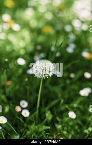 Le pissenlit moelleux pousse dans une prairie verte parmi les marguerites blanches. Banque D'Images