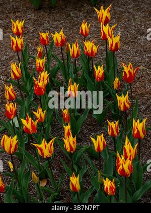 Gros plan sur les fleurs jaunes et rouges du feu d'artifice tulipe tulipe de jardin fleuri de lis. Banque D'Images
