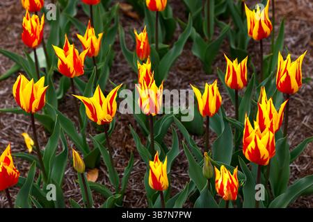 Gros plan sur les fleurs jaunes et rouges du feu d'artifice tulipe tulipe de jardin fleuri de lis. Banque D'Images