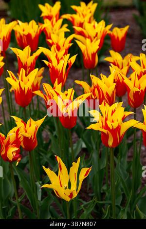 Gros plan sur les fleurs jaunes et rouges du feu d'artifice tulipe tulipe de jardin fleuri de lis. Banque D'Images