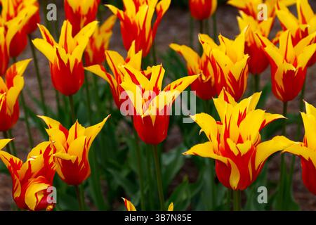 Gros plan sur les fleurs jaunes et rouges du feu d'artifice tulipe tulipe de jardin fleuri de lis. Banque D'Images