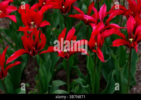 Gros plan de la fleur rouge du menuet de la poupée tulipa tulipe viridiflora à fleurs de lis. Banque D'Images