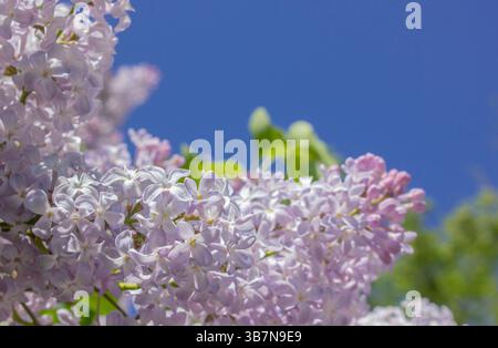 Fleurs de lilas rose fraîches Twig sur fond de ciel bleu clair avec espace de copie pour le texte ou la conception. Banque D'Images