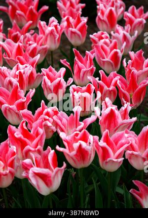 Gros plan sur la tulipe tulipe à fleurs de lys multicolores blanche et rose Tulipa holland Chic. Banque D'Images